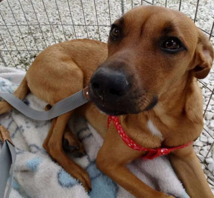 Cachorro ra a SRD idade 7 a 11 meses nome Cacau