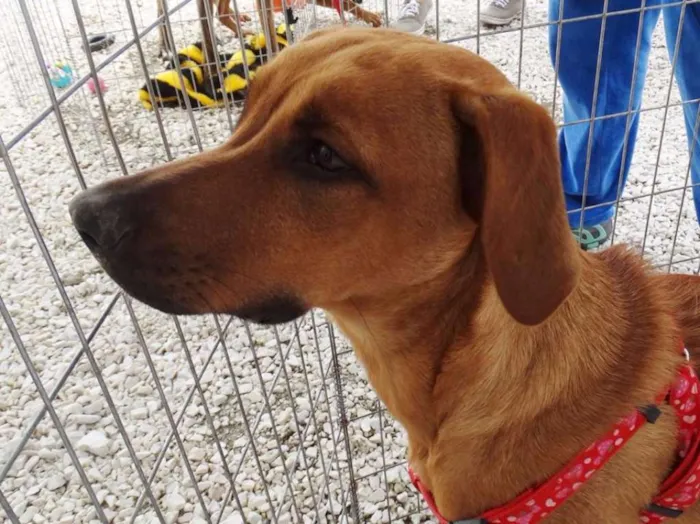 Cachorro ra a SRD idade 7 a 11 meses nome Cacau
