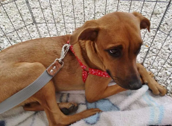 Cachorro ra a SRD idade 7 a 11 meses nome Cacau