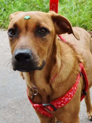 Cachorro raça SRD idade 7 a 11 meses nome Cacau