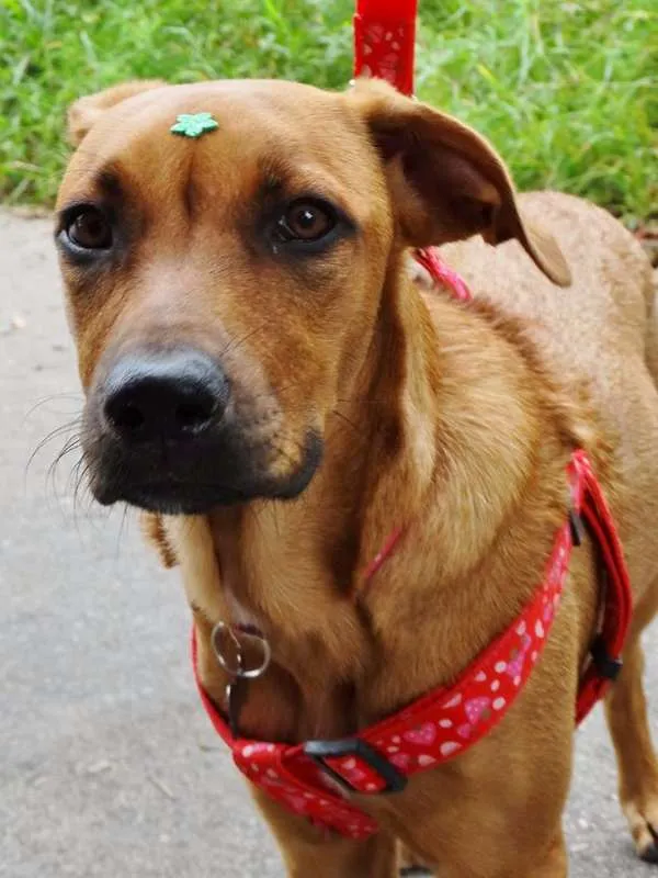 Cachorro ra a SRD idade 7 a 11 meses nome Cacau