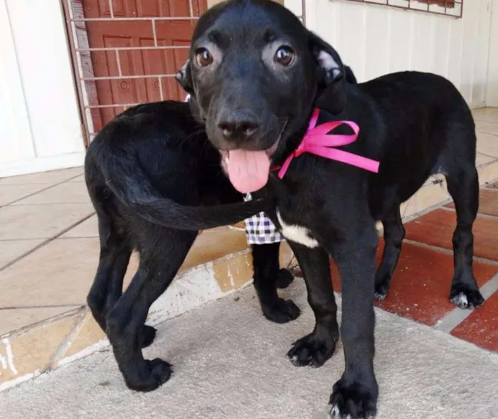 Cachorro ra a SRD idade 2 a 6 meses nome Venus