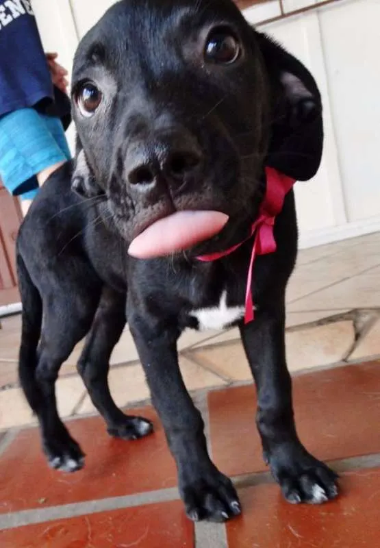 Cachorro ra a SRD idade 2 a 6 meses nome Venus