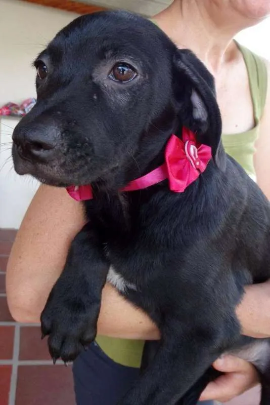 Cachorro ra a SRD idade 2 a 6 meses nome Venus