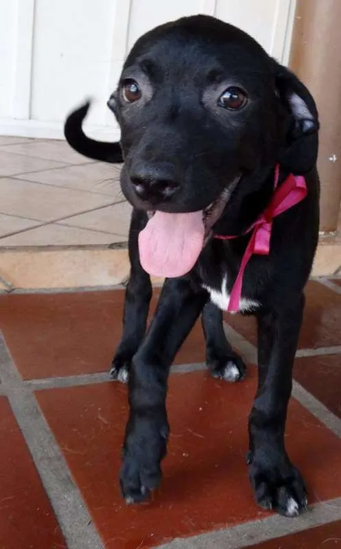 Cachorro ra a SRD idade 2 a 6 meses nome Venus