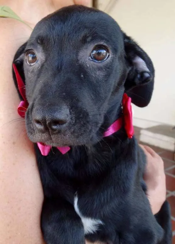 Cachorro ra a SRD idade 2 a 6 meses nome Venus