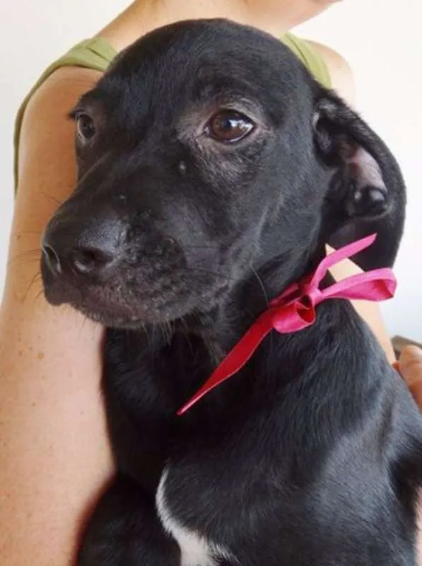 Cachorro ra a SRD idade 2 a 6 meses nome Venus