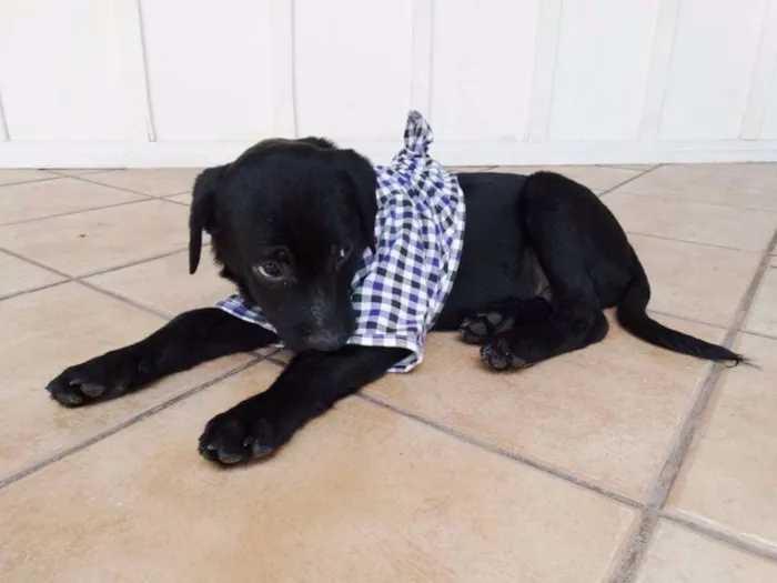 Cachorro ra a SRD idade  nome Netuno