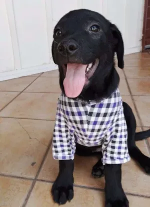 Cachorro raça SRD idade  nome Netuno