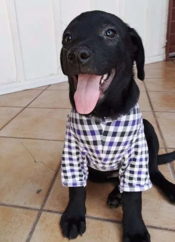 Cachorro ra a SRD idade  nome Netuno