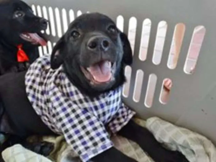 Cachorro ra a SRD idade  nome Netuno