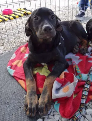 Cachorro raça SRD idade 2 a 6 meses nome Pantufa