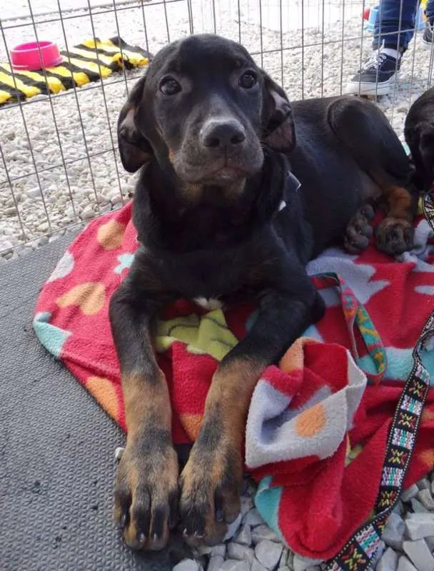 Cachorro ra a SRD idade 2 a 6 meses nome Pantufa
