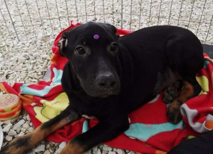 Cachorro ra a SRD idade 2 a 6 meses nome Pantufa