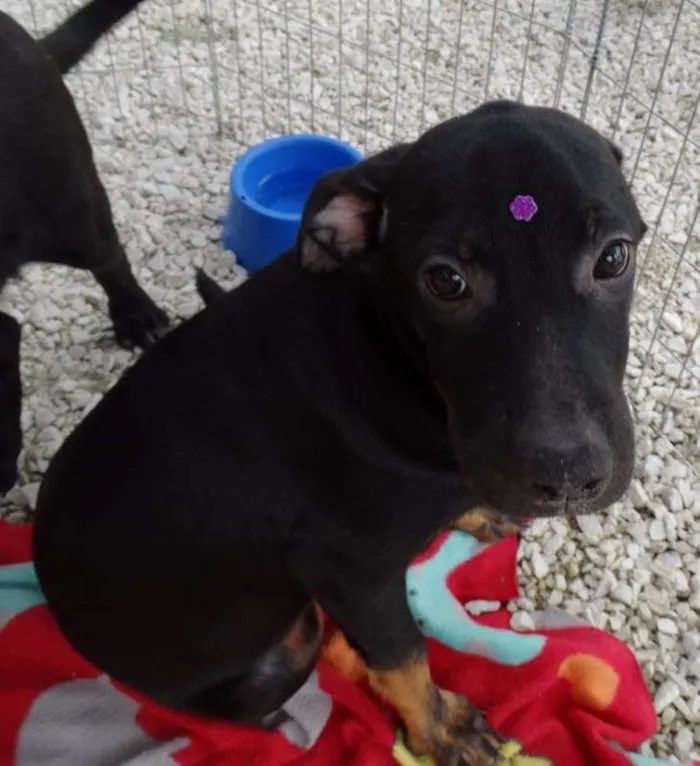 Cachorro ra a SRD idade 2 a 6 meses nome Pantufa
