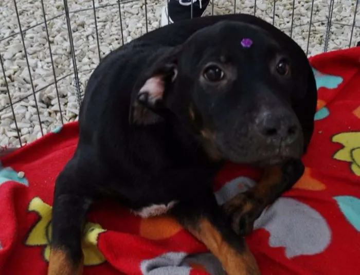 Cachorro ra a SRD idade 2 a 6 meses nome Pantufa