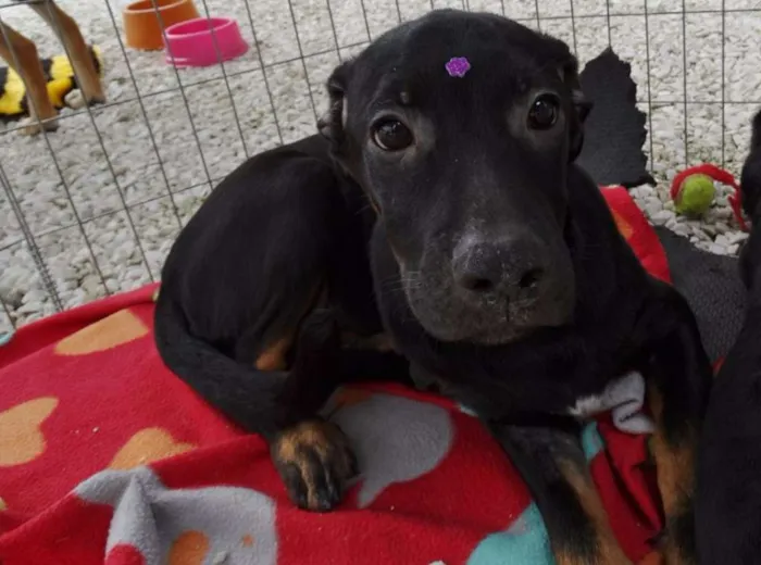 Cachorro ra a SRD idade 2 a 6 meses nome Pantufa
