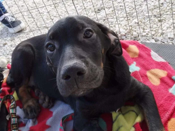 Cachorro ra a SRD idade 2 a 6 meses nome Pantufa