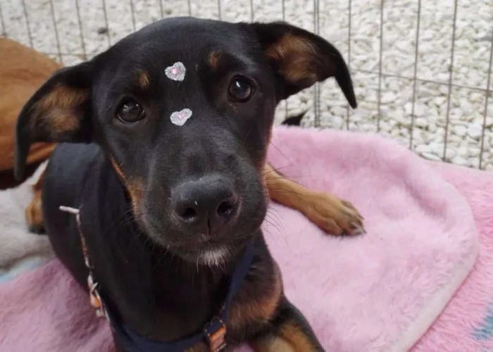 Cachorro ra a SRD idade  nome Megg