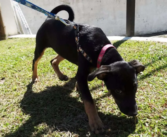 Cachorro ra a SRD idade  nome Megg