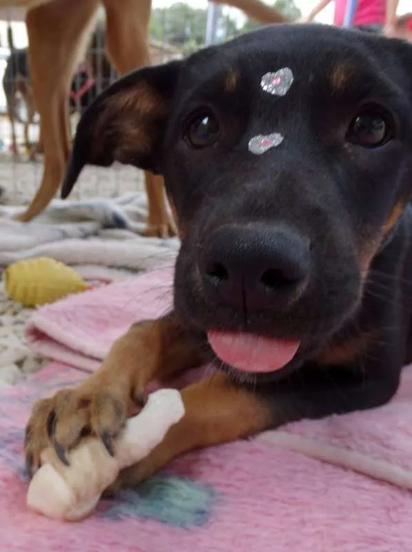 Cachorro ra a SRD idade  nome Megg