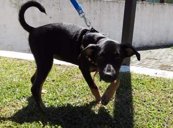 Cachorro ra a SRD idade  nome Megg