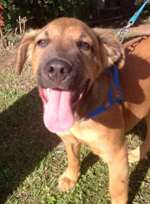 Cachorro raça SRD idade 2 a 6 meses nome Bartô