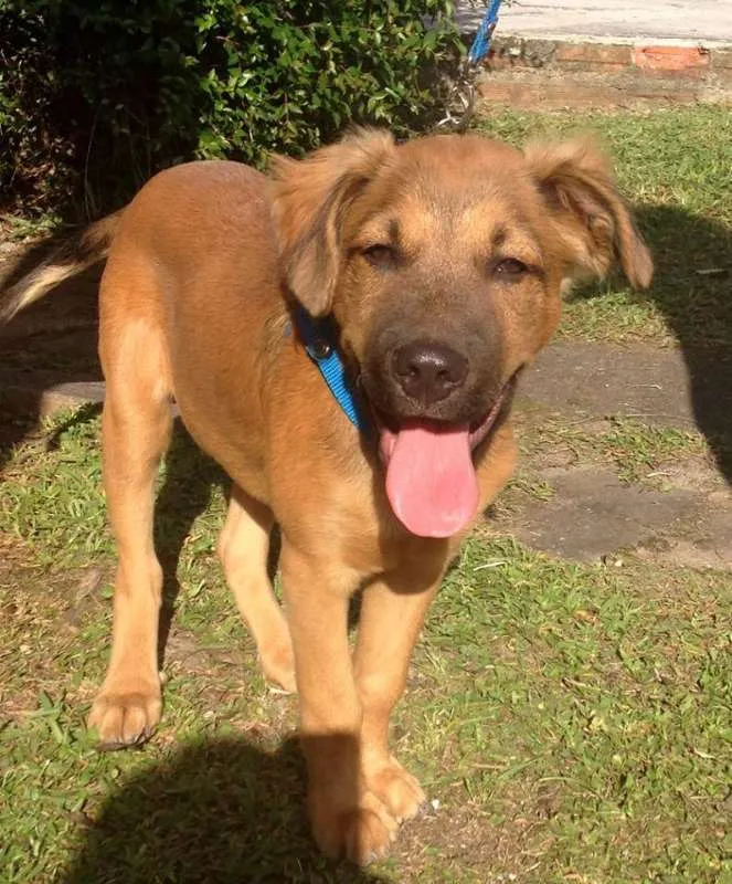 Cachorro ra a SRD idade 2 a 6 meses nome Bartô