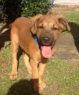 Bartô