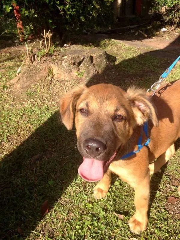 Cachorro ra a SRD idade 2 a 6 meses nome Bartô