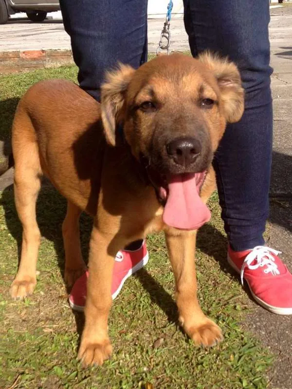 Cachorro ra a SRD idade 2 a 6 meses nome Bartô