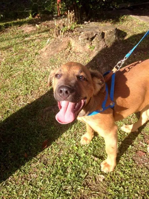 Cachorro ra a SRD idade 2 a 6 meses nome Bartô