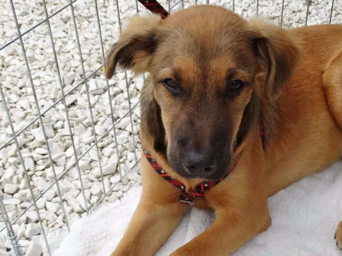Cachorro ra a SRD idade 2 a 6 meses nome Bartô