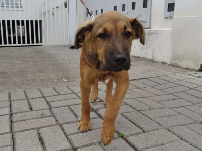 Cachorro ra a SRD idade 2 a 6 meses nome Bartô