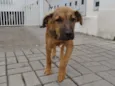 Bartô