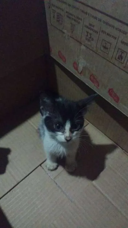 Gato ra a  idade Abaixo de 2 meses nome Garnet