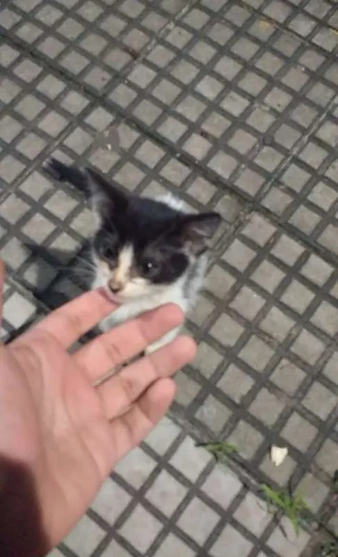 Gato ra a  idade Abaixo de 2 meses nome Garnet