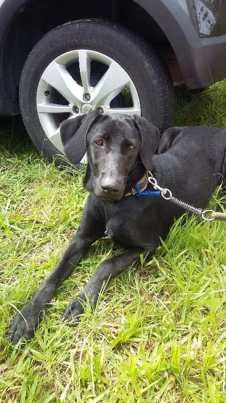 Cachorro ra a Labradora mix idade 7 a 11 meses nome Tita