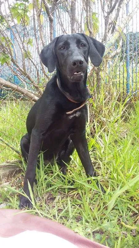 Cachorro ra a Labradora mix idade 7 a 11 meses nome Tita