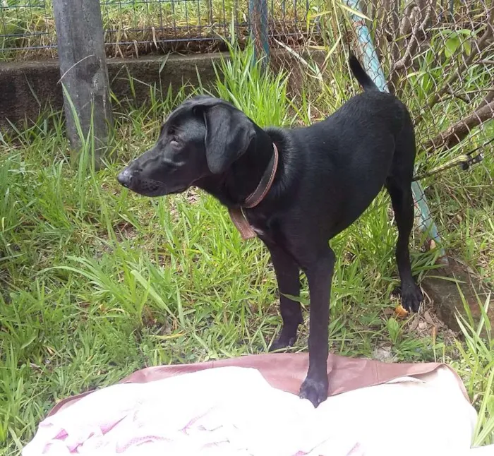 Cachorro ra a Labradora mix idade 7 a 11 meses nome Tita