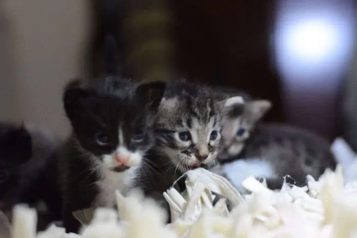 Gato raça gato sem raça idade Abaixo de 2 meses nome sem nomes