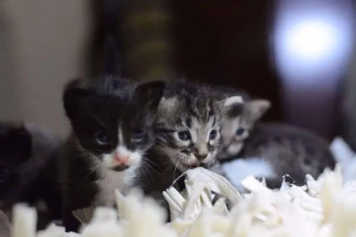 Gato raça gato sem raça idade Abaixo de 2 meses nome sem nomes