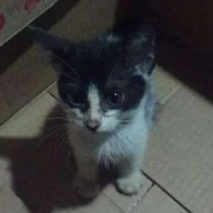 Gato raça  idade Abaixo de 2 meses nome Garnet