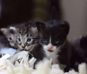 Gato raça gato sem raça idade Abaixo de 2 meses nome sem nomes