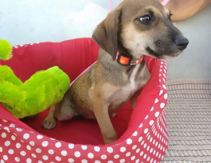 Cachorro raça SRD idade 2 a 6 meses nome LUNA