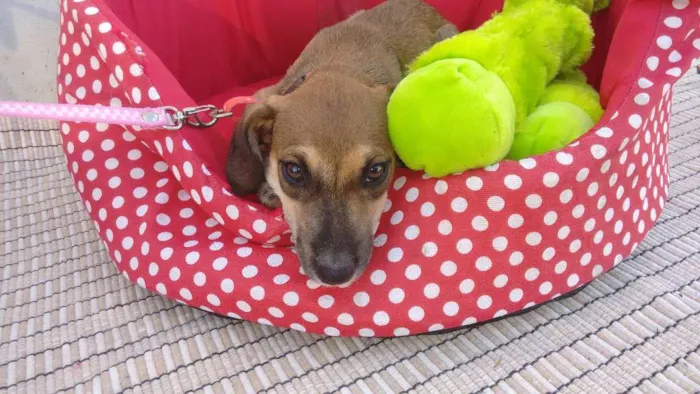 Cachorro raça SRD idade 2 a 6 meses nome LUNA