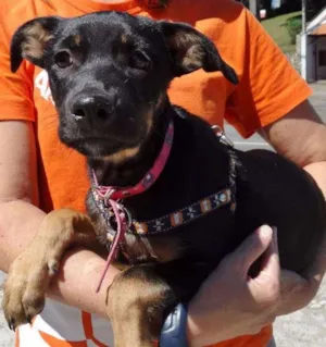 Cachorro raça SRD idade  nome Megg