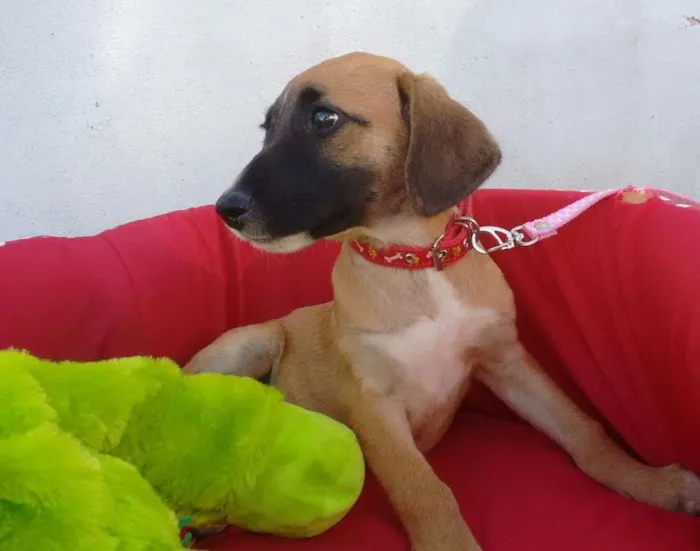 Cachorro raça SRD idade 2 a 6 meses nome JADE