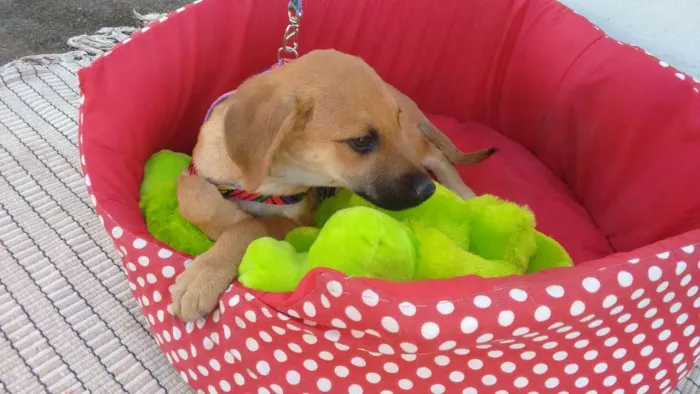 Cachorro raça SRD idade 2 a 6 meses nome JADE
