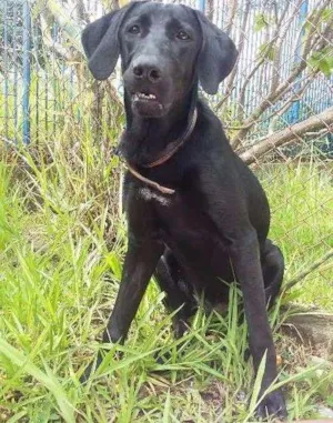 Cachorro raça Labradora mix idade 7 a 11 meses nome Tita